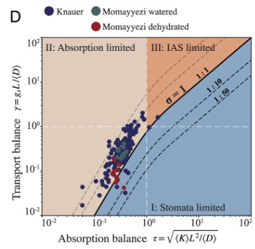 Plot of transport balance versus absorption balance in leaves
